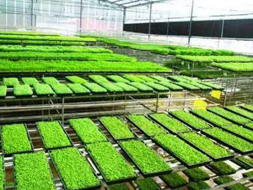 水稻育秧設(shè)備有幾種用法？